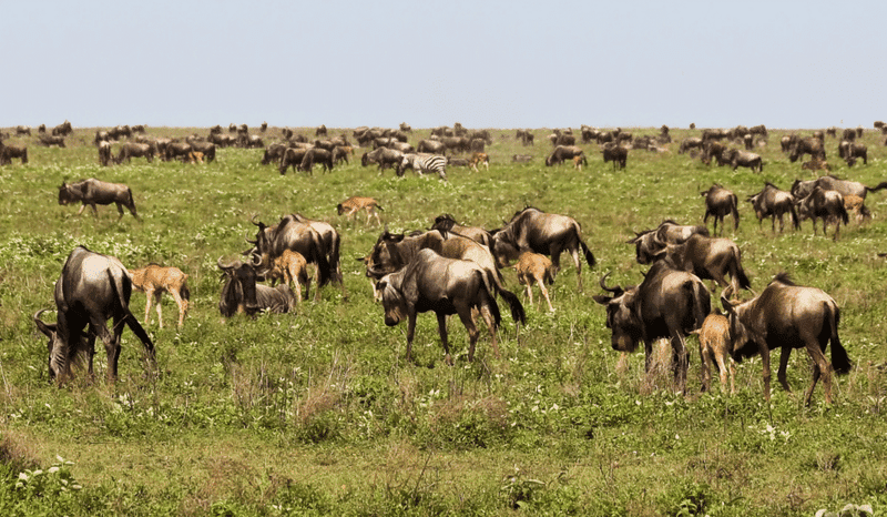 Ndutu Calving Season 2