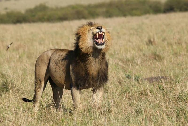 Tanzania Family Safari Lion in Serengeti National Park Tanzania Family Safari Lion in Serengeti National Park