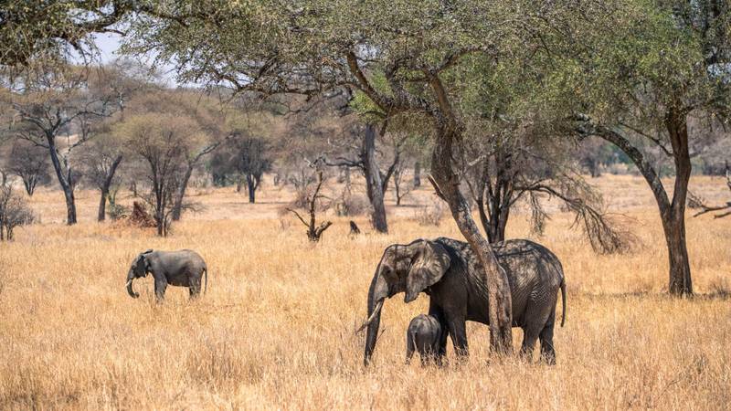 Elephants grazing among the trees in Tarangire Tanzania