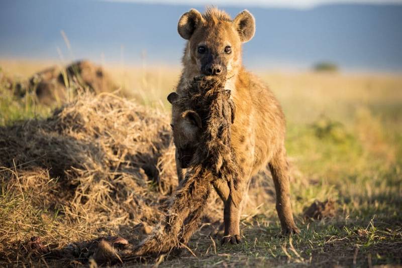 Kenya Safaris Tours