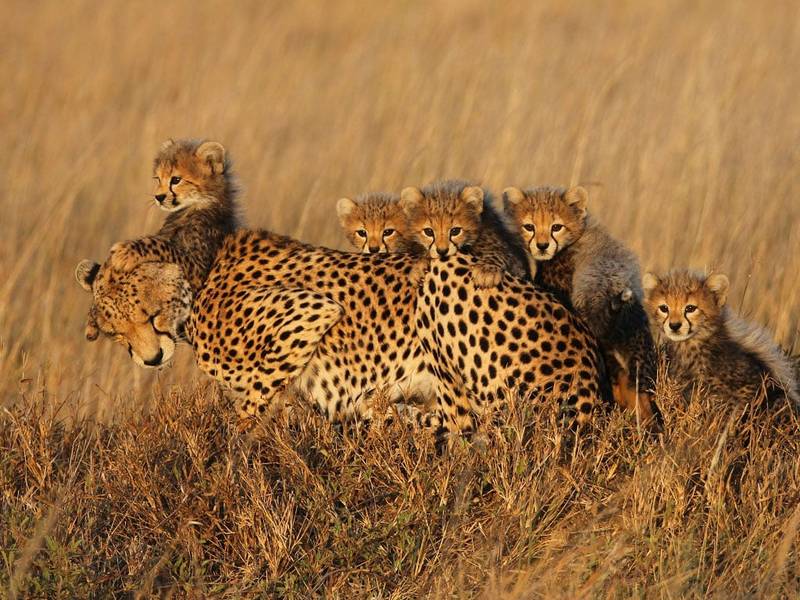 Kenya Safaris Tours
