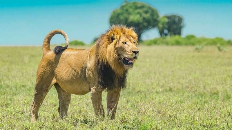 Tanzania Southern Circuit Safari