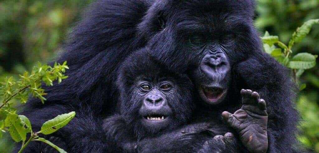 Rwanda Gorillas Chimps Trek 4
