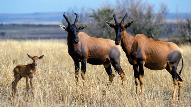 Topi with Calf for Kenya Bush to Beach Family Holiday