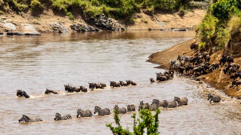 East Africa Safari Great Migration Mara River Crossing