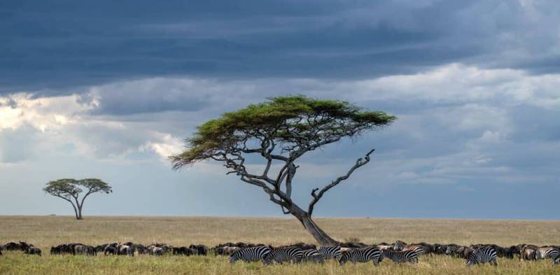 How to Choose the Right Kenya Safari for You 1