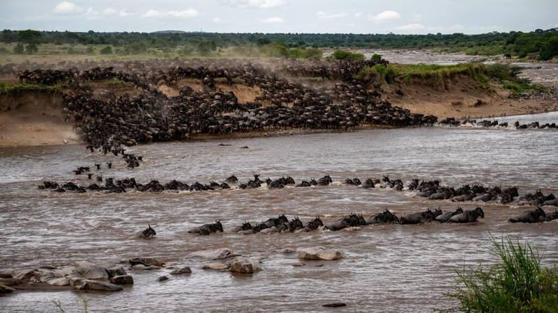 What to Expect on an African Safari Great Migration Mara River
