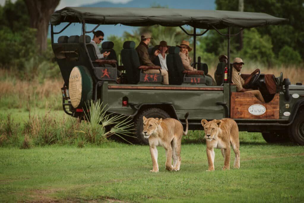 Katavi Wildlife Camp Game Drive Lions