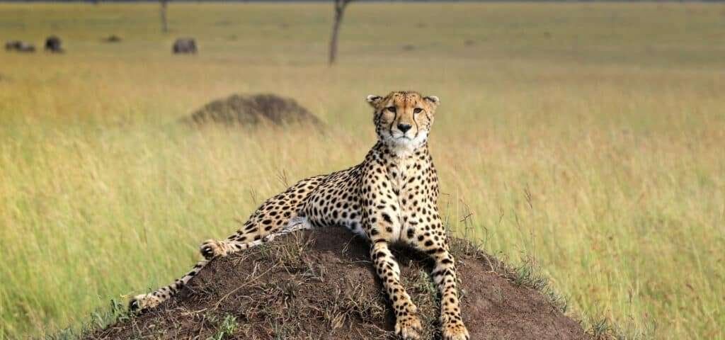 Magical kenya & Tanzania safari