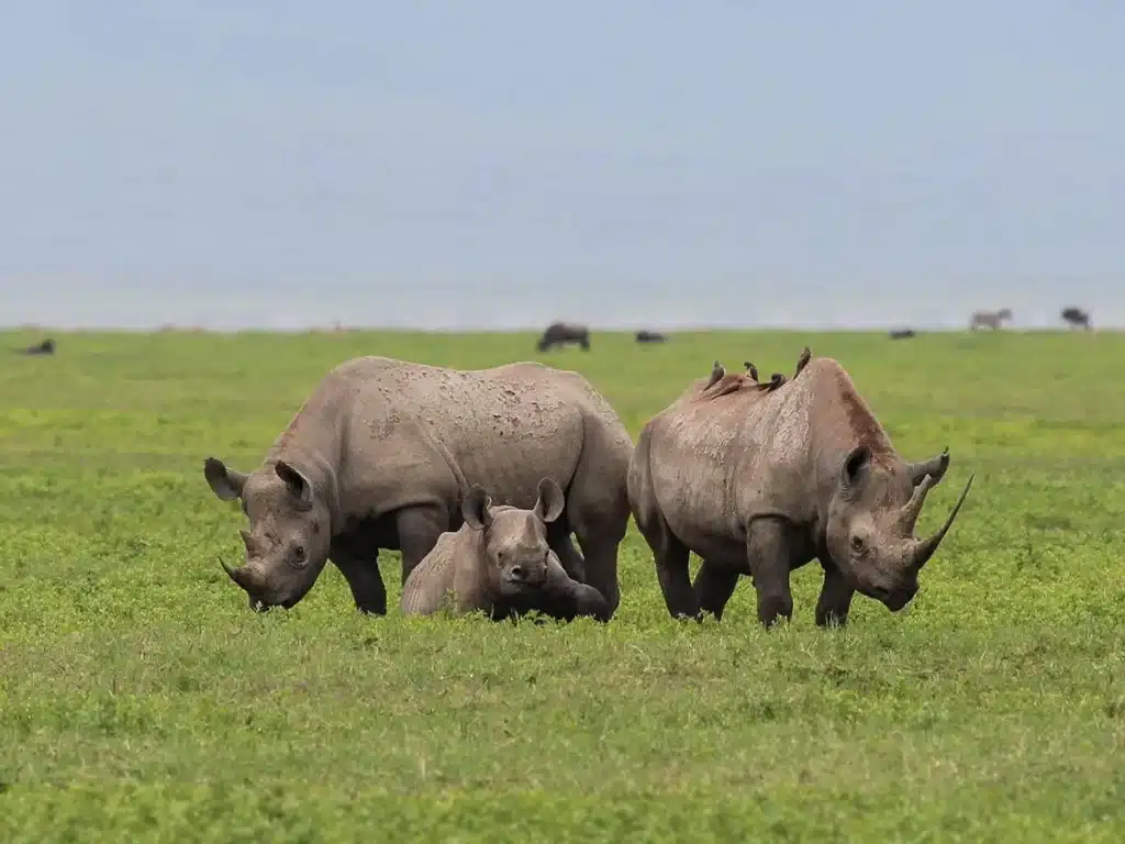 Luxury Big Five Safari