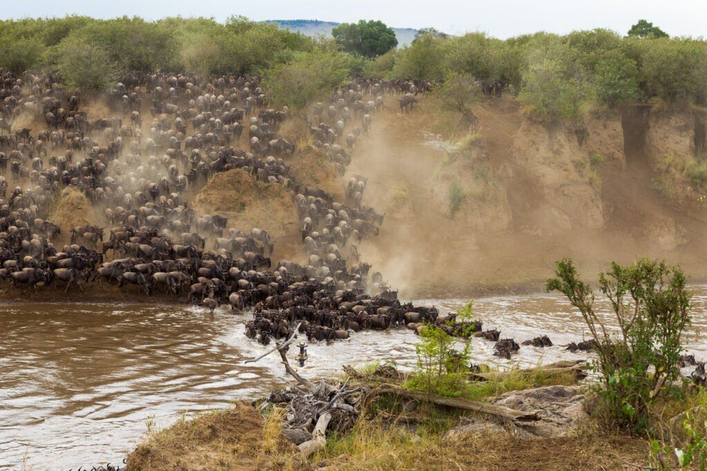 Masai Mara & Serengeti Great Migration Sky Safari