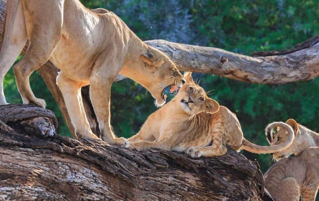 Samburu National Reserve 4