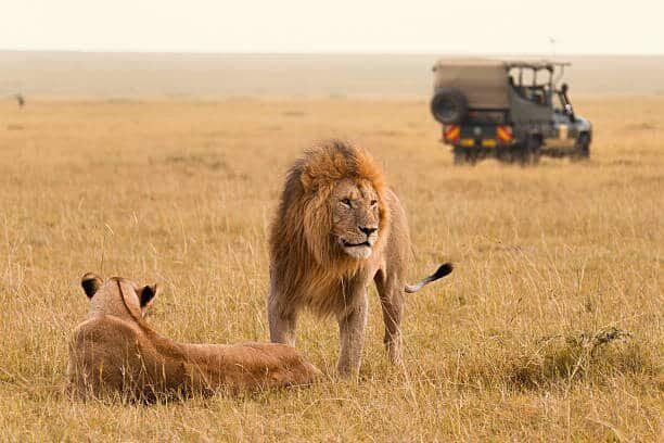African lion couple and safari jeep in the Masai Mara in Kenya