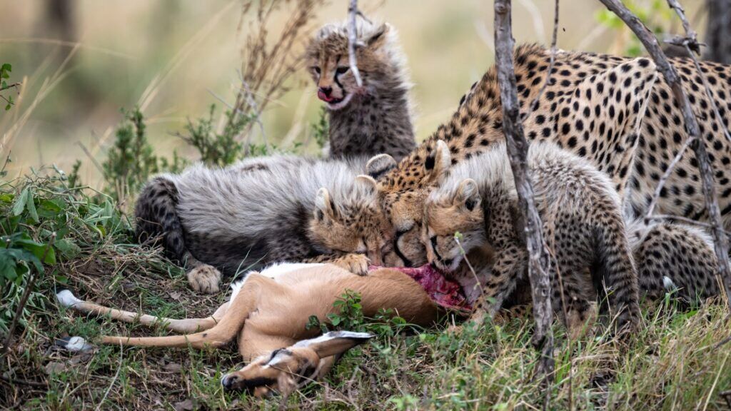 10 Days Tanzania Safari & Beach Extension