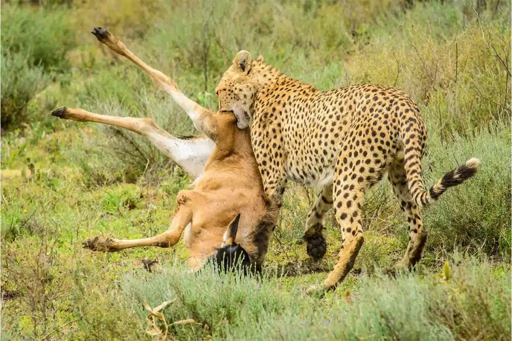 Wildlife of Serengeti National Park