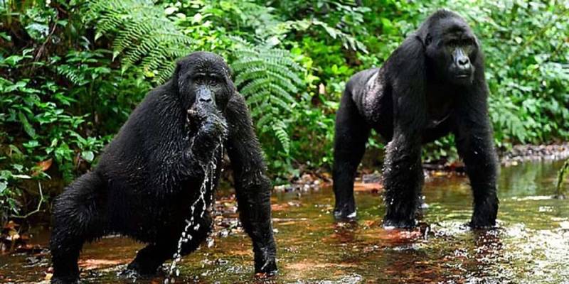 Bwindi Impenetrable National Park 1