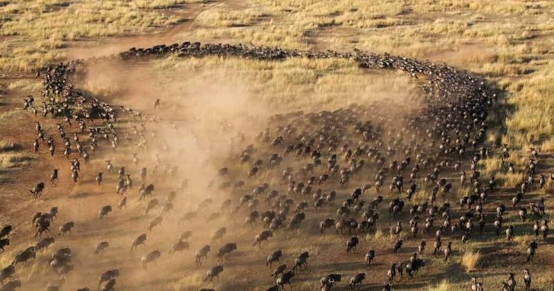 Highlights of Kenya and Great Migration Safari