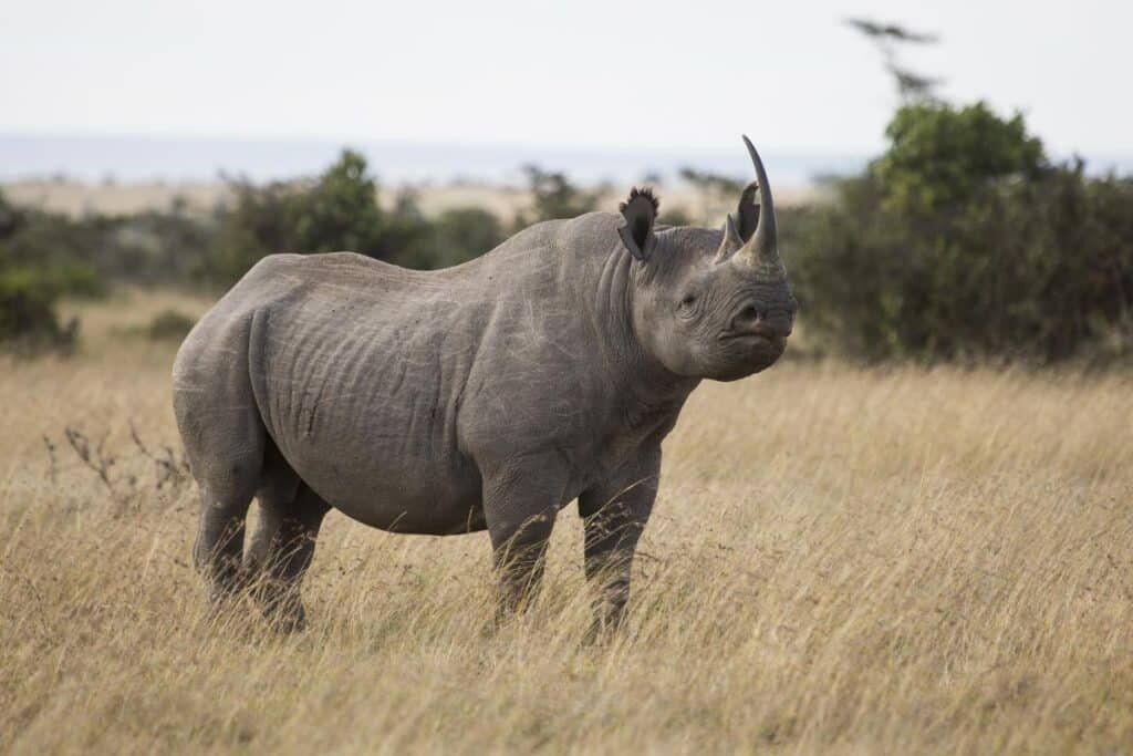 Ol Pejeta Conservancy 3 1
