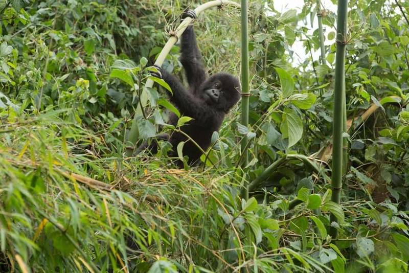 Rwanda Classic Safari