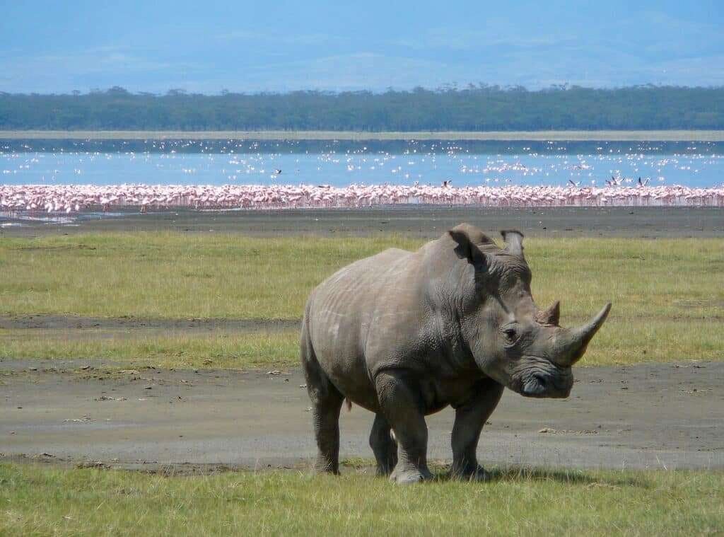 game drive in Lake Nakuru National Park