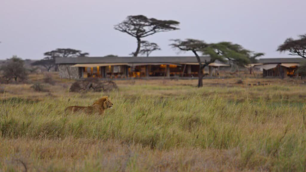 Tanzania Safari Experience - Lion at Namiri Camp Tanzania Safari Experience - Lion at Namiri Camp