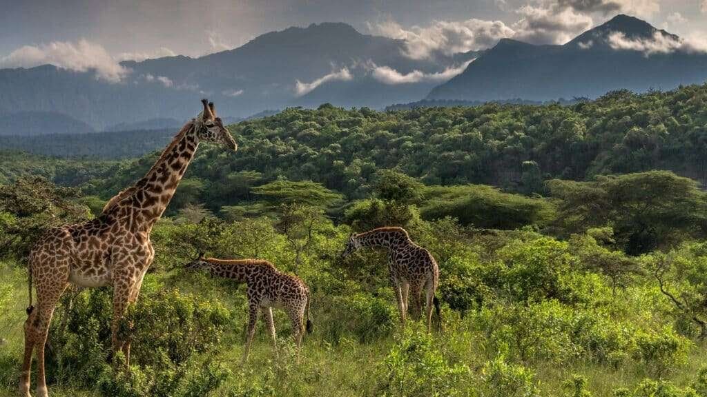 11 Days Tanzania Off-the-beaten Safari