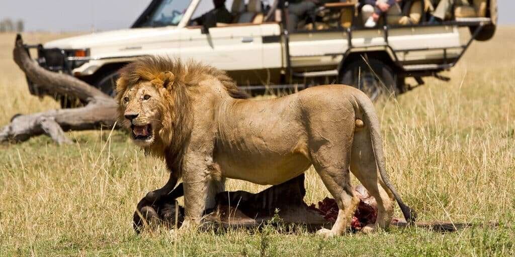 Classic Masai Mara Safari 1