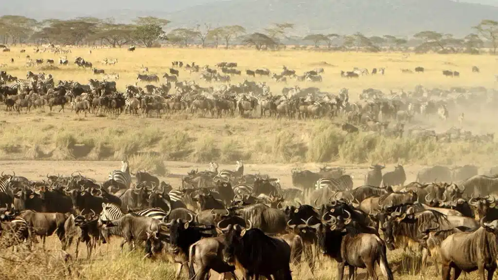 The Great Migration in the Masai Mara