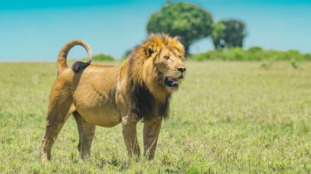 Tanzania Southern Circuit Safari