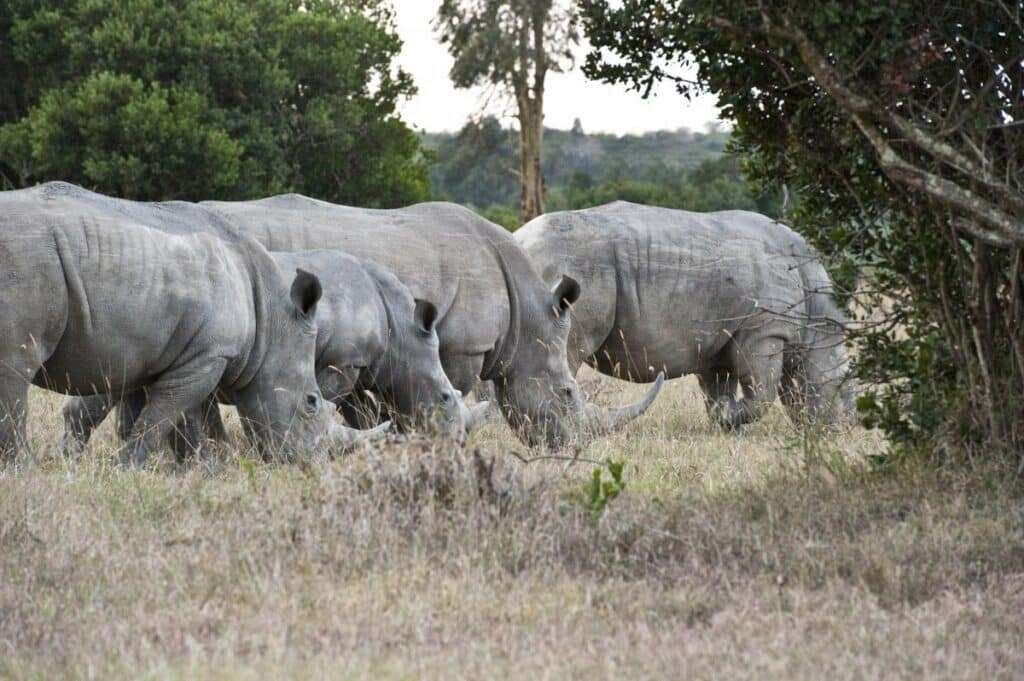 Ol Pejeta Conservancy 2