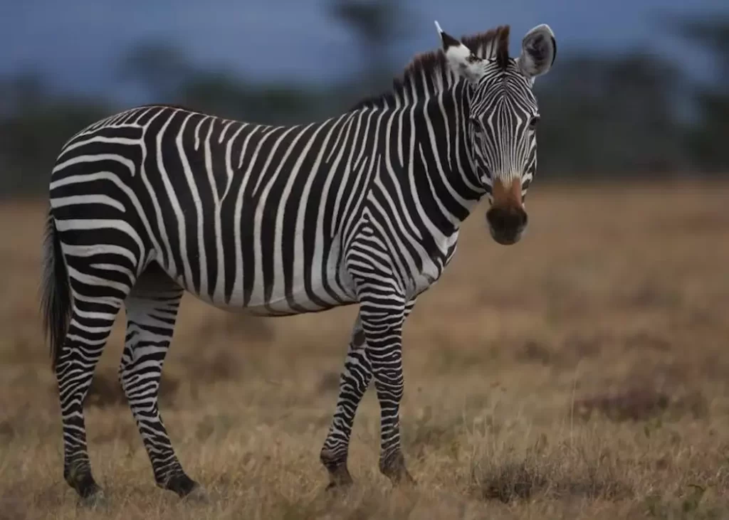Ol Pejeta Conservancy 5