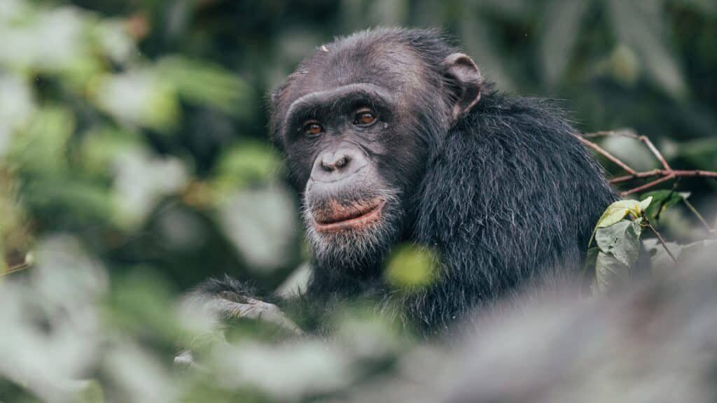 Rubondo Island National Park 4