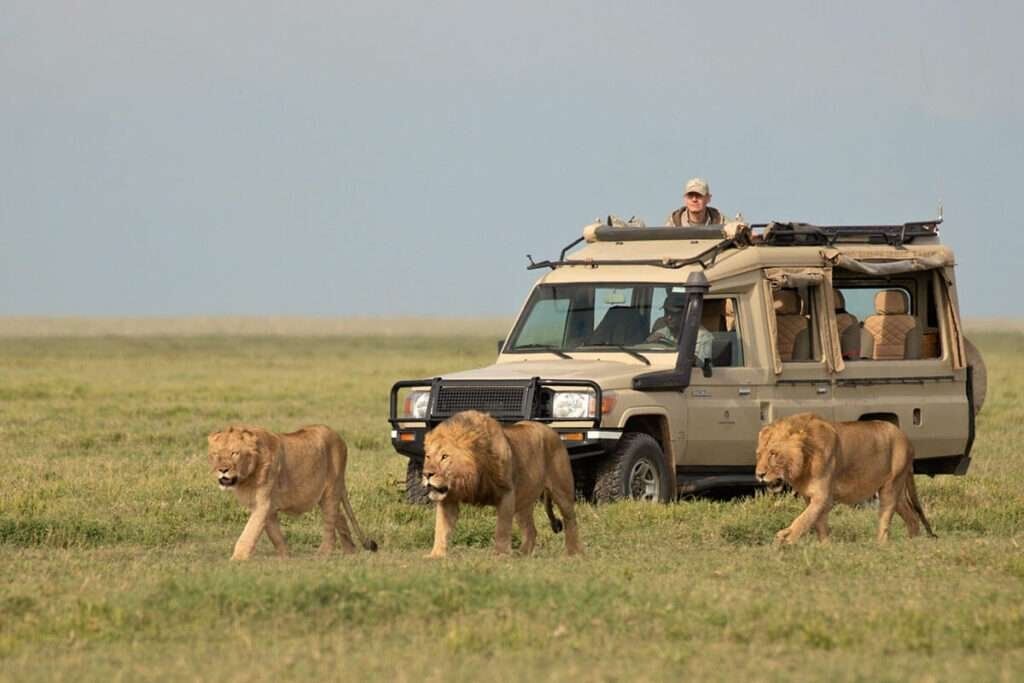 Serengeti Safari Tours 3 1