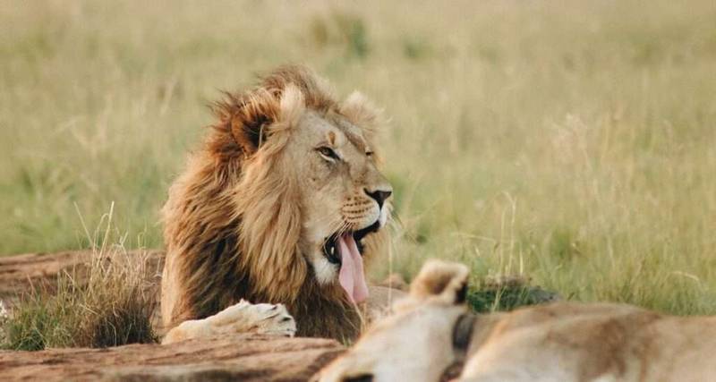 Serengeti Safari from Mwanza 8