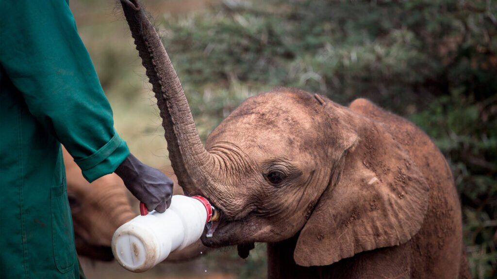 Sheldrick Wildlife Trust Kenya Bush to Beach Family Holiday
