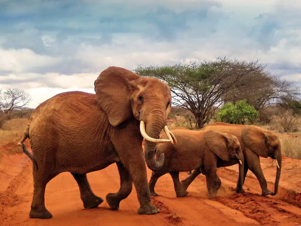 Tsavo East West National Park 6