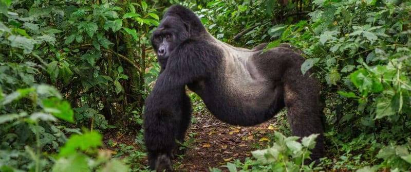 Volcanoes Gorilla Trek 8