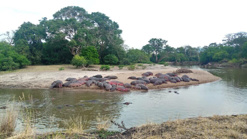 Grumeti River   Western Serengeti