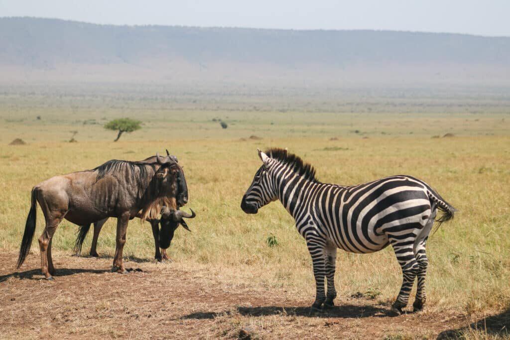 Maasai Mara National Reserve