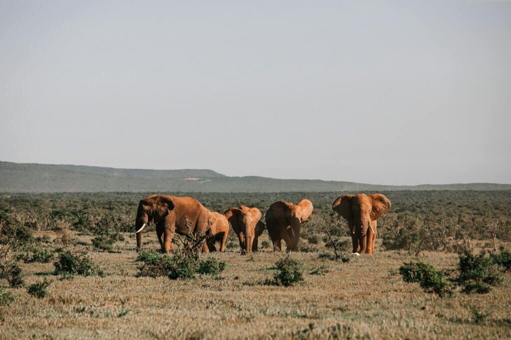 Things to Do in Amboseli National Park