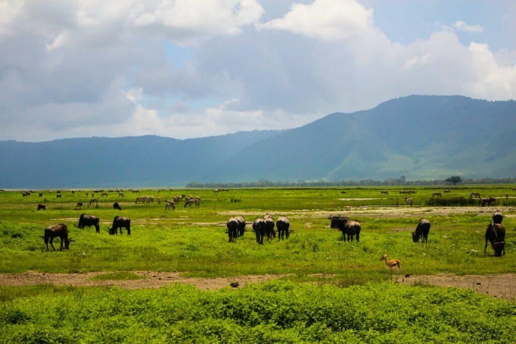 Honeymoon in the Wild Ngorongoro Crater Honeymoon in the Wild Ngorongoro Crater