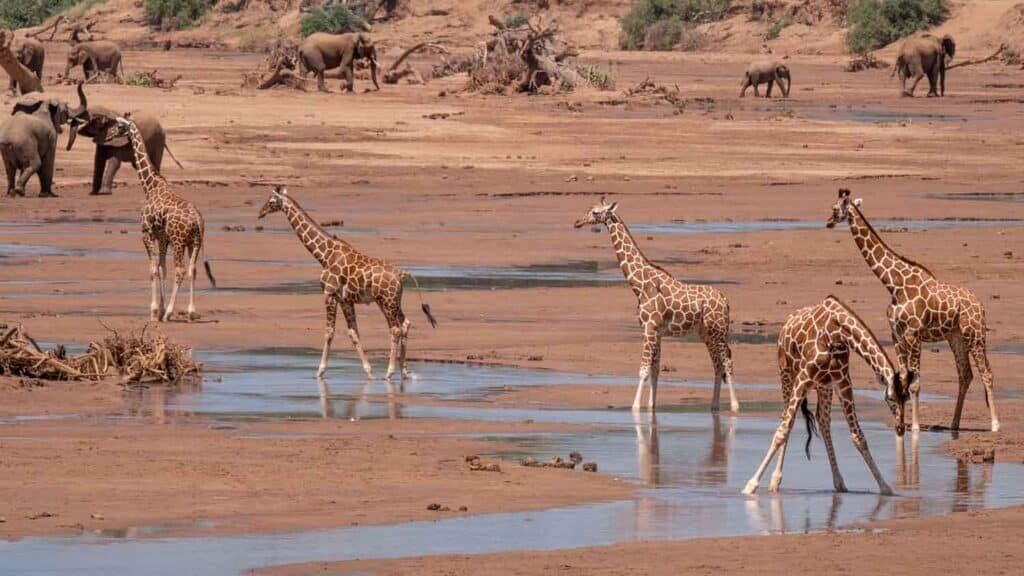 Giraffes in Samburu