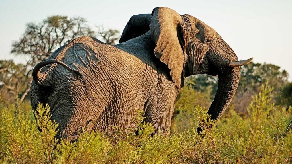 TarangireTreetops Elephant
