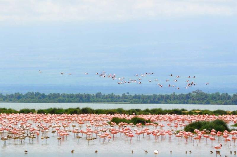 East Africa Safaris Flamingos in Lake Nakuru