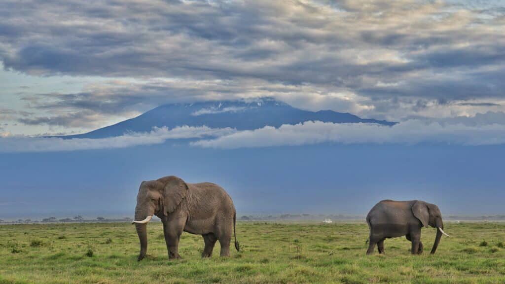 East Africa Safaris Kenya Safaris in Amboseli East Africa Safaris Kenya Safaris in Amboseli