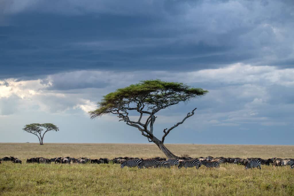 Serengeti Great Migration Serengeti Great Migration