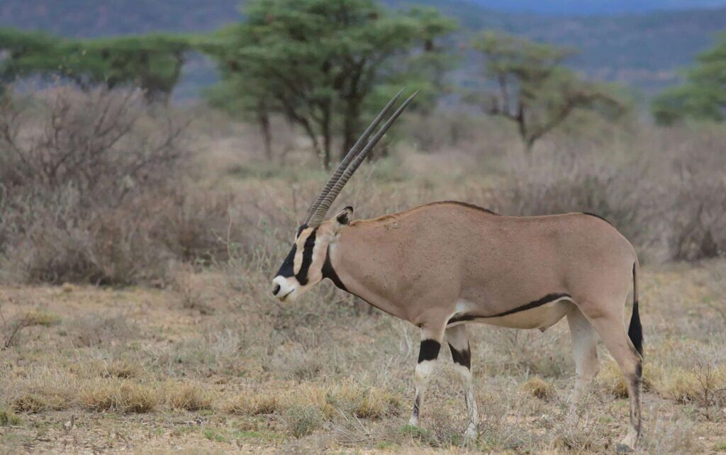 Beisa Oryx in Samburu Kenya Beisa Oryx in Samburu Kenya