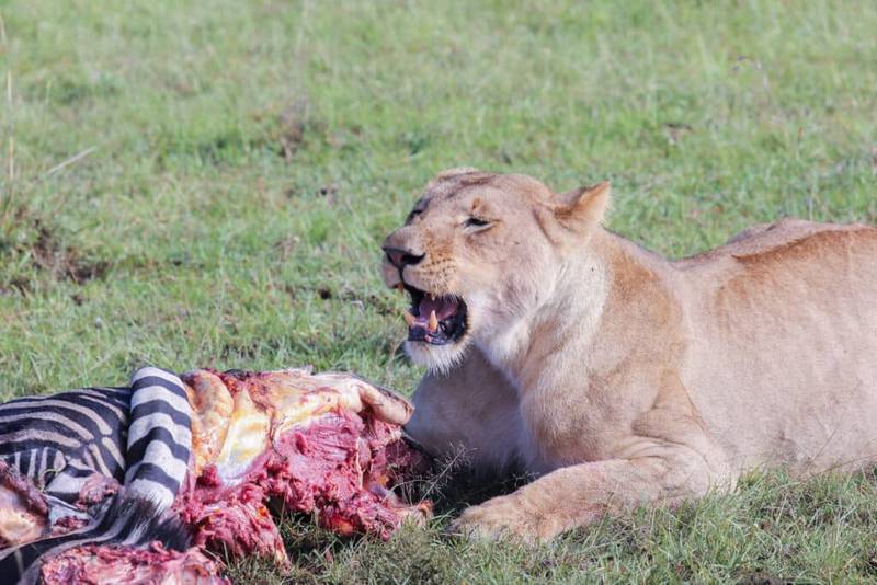 What to Expect on a Safari in Africa Lion Feasting On Zebra