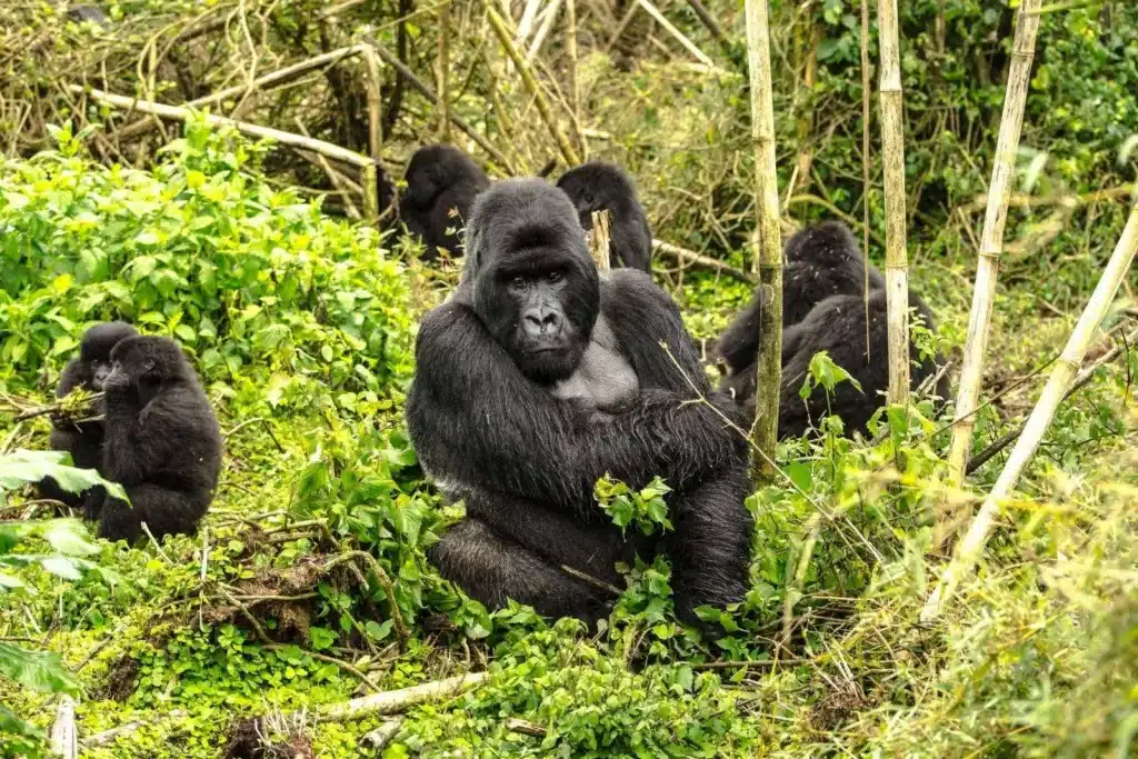 Volcanoes Gorilla Trek 6