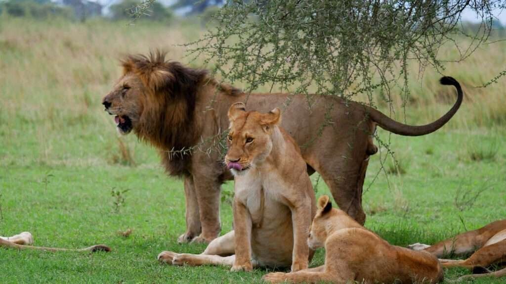 The Top 10 Reasons to Visit Kenya